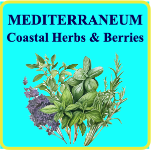 Mediterraneum Gentleman